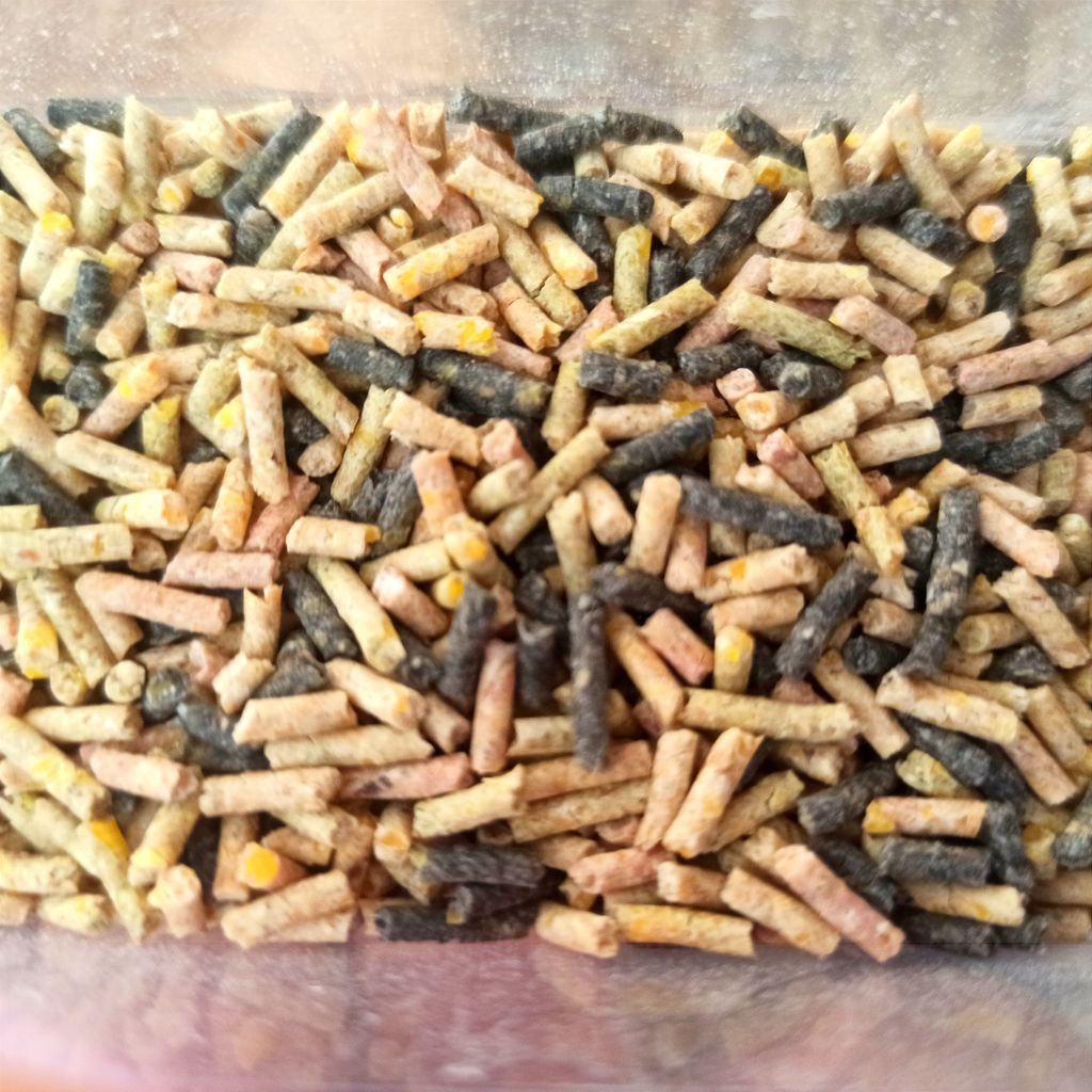 پلت مینا اوشکایا