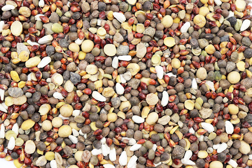 مخلوط کبوتری