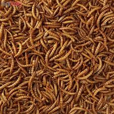 کرم میلورم خشک