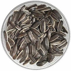 تخمه مشکی ( کاسکویی)