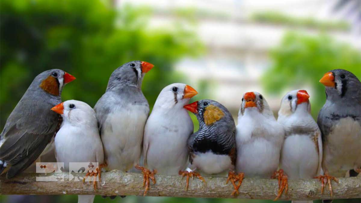 لانه فنچ چوبی طرح کلبه