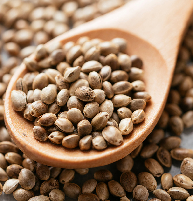 شاهدانه اعلا «افغان»